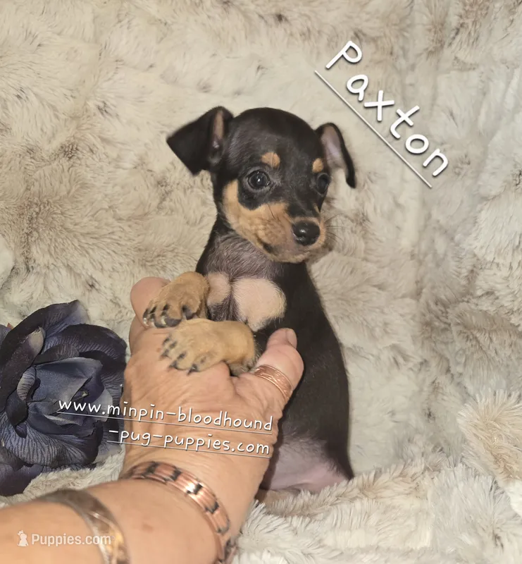 Paxton  – Miniature Pinscher puppy for sale in Norwood, MO