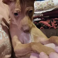 Dylan stag red w/choc merle, a male Miniature Pinscher for sale in Norwood, MO – Photo 9 of 9