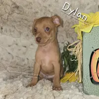 Dylan stag red w/choc merle, a male Miniature Pinscher for sale in Norwood, MO – Photo 5 of 9