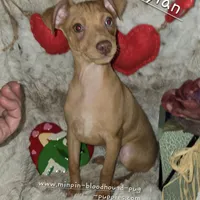 Dylan stag red w/choc merle, a male Miniature Pinscher for sale in Norwood, MO – Photo 2 of 9