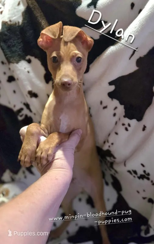 Dylan stag choc merle