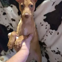 Dylan stag red w/choc merle, a male Miniature Pinscher for sale in Norwood, MO – Photo 1 of 9