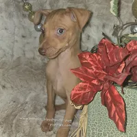Dylan stag red w/choc merle, a male Miniature Pinscher for sale in Norwood, MO – Photo 6 of 9