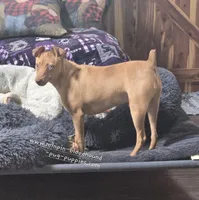 Dylan stag red w/choc merle, a male Miniature Pinscher for sale in Norwood, MO – 8 of 9