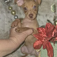 Dylan stag red w/choc merle, a male Miniature Pinscher for sale in Norwood, MO – Photo 3 of 9