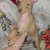 Dylan stag red w/choc merle, a male Miniature Pinscher for sale in Norwood, MO – Photo 7 of 9