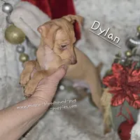 Dylan stag red w/choc merle, a male Miniature Pinscher for sale in Norwood, MO – Photo 8 of 9