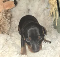 Andy, a male Miniature Pinscher for sale in Norwood, MO – 4 of 4