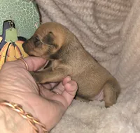 Tina, a female Miniature Pinscher for sale in Norwood, MO – 5 of 5