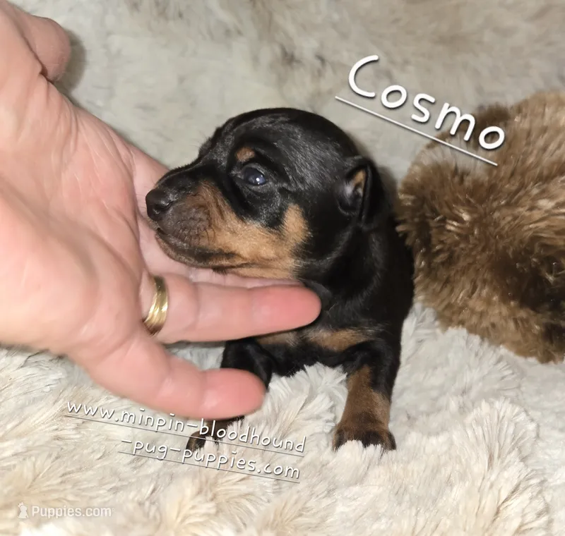 AKC Cosmo – Miniature Pinscher puppy for sale in Norwood, MO