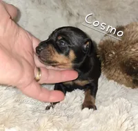 AKC Cosmo, a male Miniature Pinscher for sale in Norwood, MO – 1 of 5