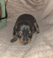 Titus , a male Miniature Pinscher for sale in Norwood, MO – 2 of 6