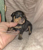 Titus , a male Miniature Pinscher for sale in Norwood, MO – 6 of 6