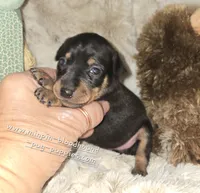 Callie black and tan , a female Miniature Pinscher for sale in Norwood, MO – 1 of 6