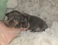 "Miles", blue tan, a male Miniature Pinscher for sale in Norwood, MO – 4 of 7