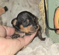 Gidget , a female Miniature Pinscher for sale in Norwood, MO – 2 of 6