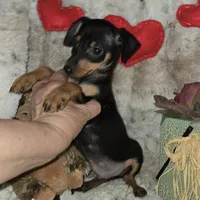 Dugan, a male Miniature Pinscher for sale in Norwood, MO – Photo 4 of 6