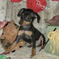 Dugan, a male Miniature Pinscher for sale in Norwood, MO – Photo 6 of 6