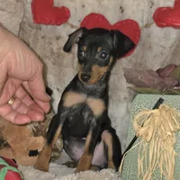Dugan, a male Miniature Pinscher for sale in Norwood, MO – Photo 5 of 6