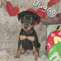 Dugan, a male Miniature Pinscher for sale in Norwood, MO – Photo 1 of 6