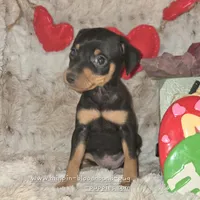 Dugan, a male Miniature Pinscher for sale in Norwood, MO – Photo 3 of 6
