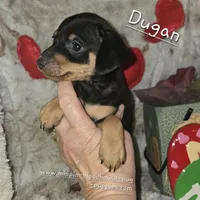 Dugan, a male Miniature Pinscher for sale in Norwood, MO – Photo 2 of 6