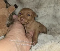 AKC Ruby , a female Miniature Pinscher for sale in Norwood, MO – 2 of 5