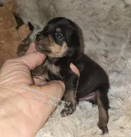 Paxton , a male Miniature Pinscher for sale in Norwood, MO – 4 of 6