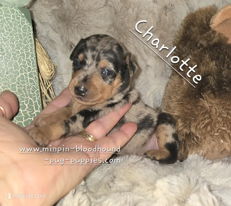 Charlotte black blue merle – Miniature Pinscher puppy for sale in Norwood, MO