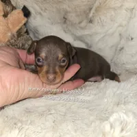AKC Rider, a male Miniature Pinscher for sale in Norwood, MO – 5 of 6