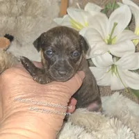 Tilly, a female Miniature Pinscher for sale in Norwood, MO – Photo 3 of 6