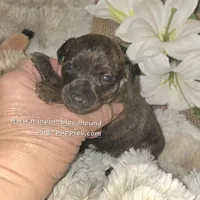 Tilly, a female Miniature Pinscher for sale in Norwood, MO – Photo 6 of 10