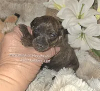 Tilly, a female Miniature Pinscher for sale in Norwood, MO – Photo 5 of 6