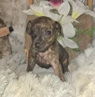 Tilly, a female Miniature Pinscher for sale in Norwood, MO – Photo 8 of 10