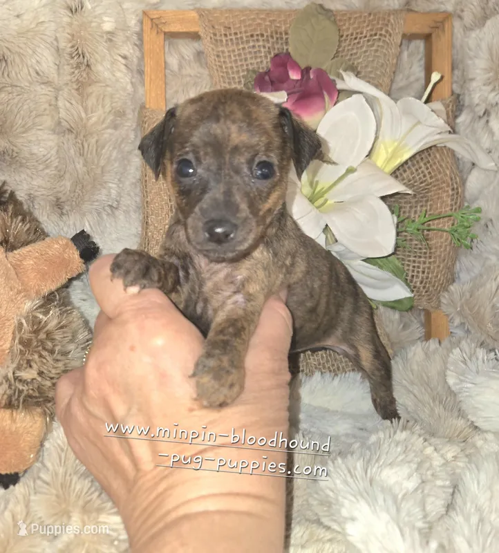 Tilly – Miniature Pinscher puppy for sale in Norwood, MO