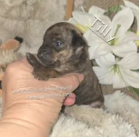 Tilly, a female Miniature Pinscher for sale in Norwood, MO – Photo 6 of 6