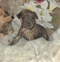 Tilly, a female Miniature Pinscher for sale in Norwood, MO – Photo 9 of 10