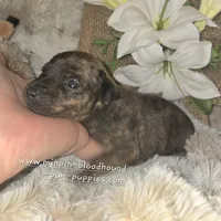 Tilly, a female Miniature Pinscher for sale in Norwood, MO – Photo 5 of 10