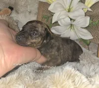 Tilly, a female Miniature Pinscher for sale in Norwood, MO – Photo 4 of 6