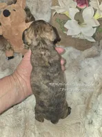 Tilly, a female Miniature Pinscher for sale in Norwood, MO – Photo 10 of 10