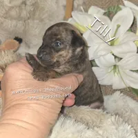 Tilly, a female Miniature Pinscher for sale in Norwood, MO – Photo 2 of 10