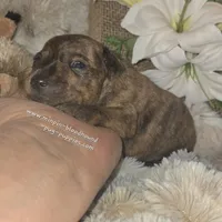 Tilly, a female Miniature Pinscher for sale in Norwood, MO – Photo 3 of 10