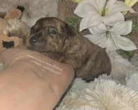 Tilly, a female Miniature Pinscher for sale in Norwood, MO – Photo 2 of 6