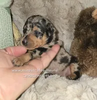 Charlotte black blue merle, a female Miniature Pinscher for sale in Norwood, MO – 3 of 5