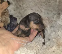 Piper black tan, a female Miniature Pinscher for sale in Norwood, MO – 2 of 5