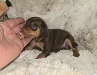 AKC River, a female Miniature Pinscher for sale in Norwood, MO – 3 of 5