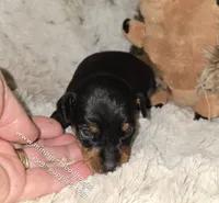AKC Chester , a male Miniature Pinscher for sale in Norwood, MO – 2 of 5