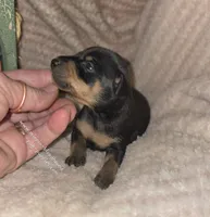Tiana, a female Miniature Pinscher for sale in Norwood, MO – 3 of 5