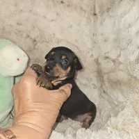 "Mona" black n rust, a female Miniature Pinscher for sale in Norwood, MO – 4 of 10