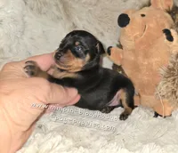 AKC Carter , a male Miniature Pinscher for sale in Norwood, MO – 5 of 5